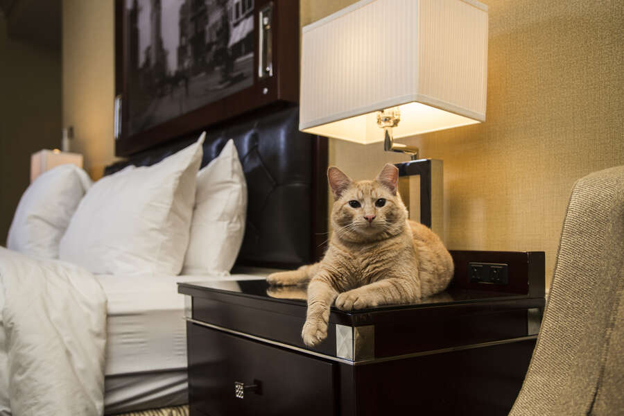 Best Hotel Pets Dogs & Cats in Residence at Hotels Thrillist