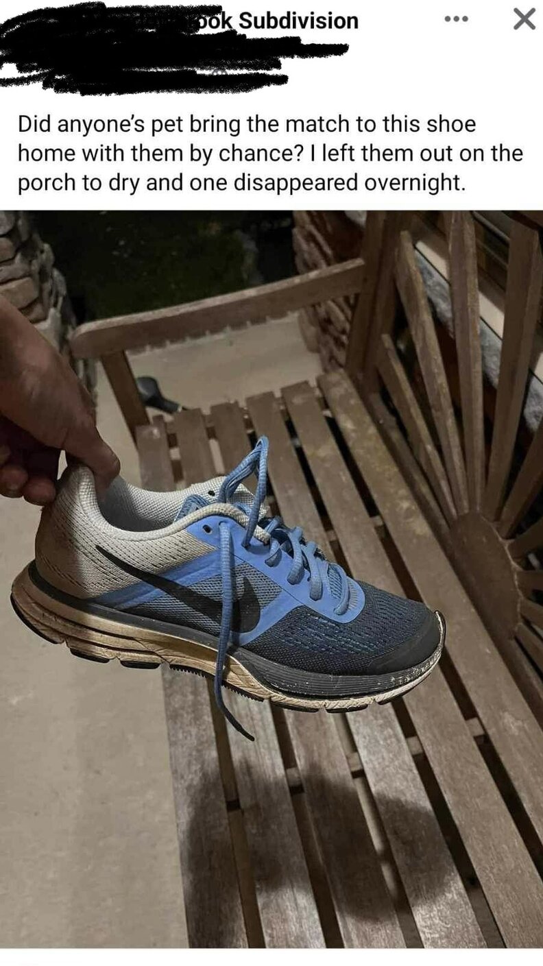 Neighborhood Cat Won't Stop Stealing Every Pair Of Nike Shoes He Sees