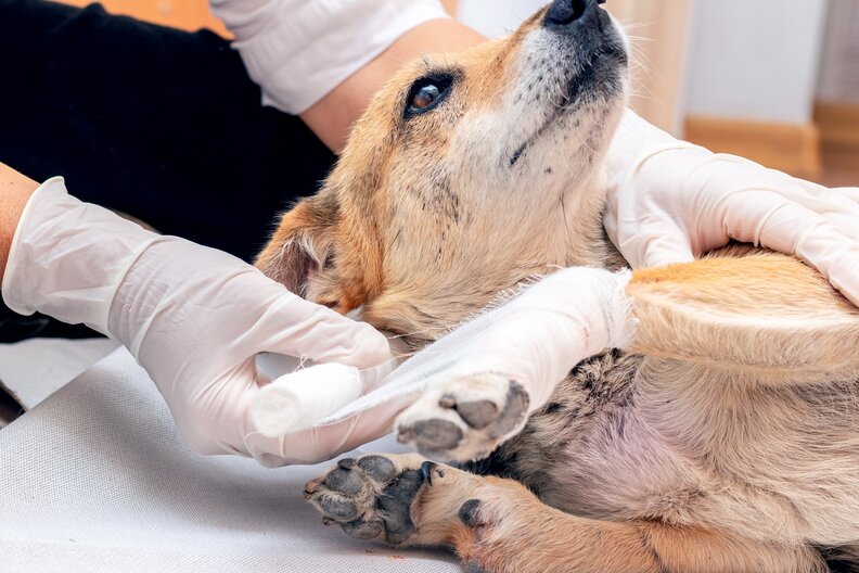 The Most Common HikingRelated Dog Injuries, According To An ER Vet