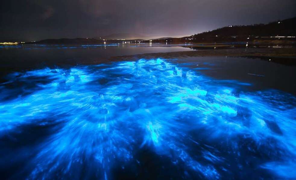 Bioluminescent Water in Florida Tours in Cocoa Beach and Titusville