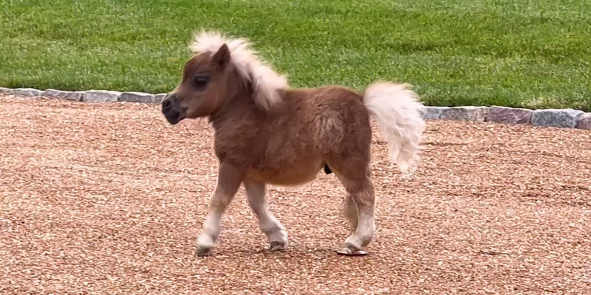 Horse Is Smaller Than His Golden Retriever Siblings Videos The Dodo