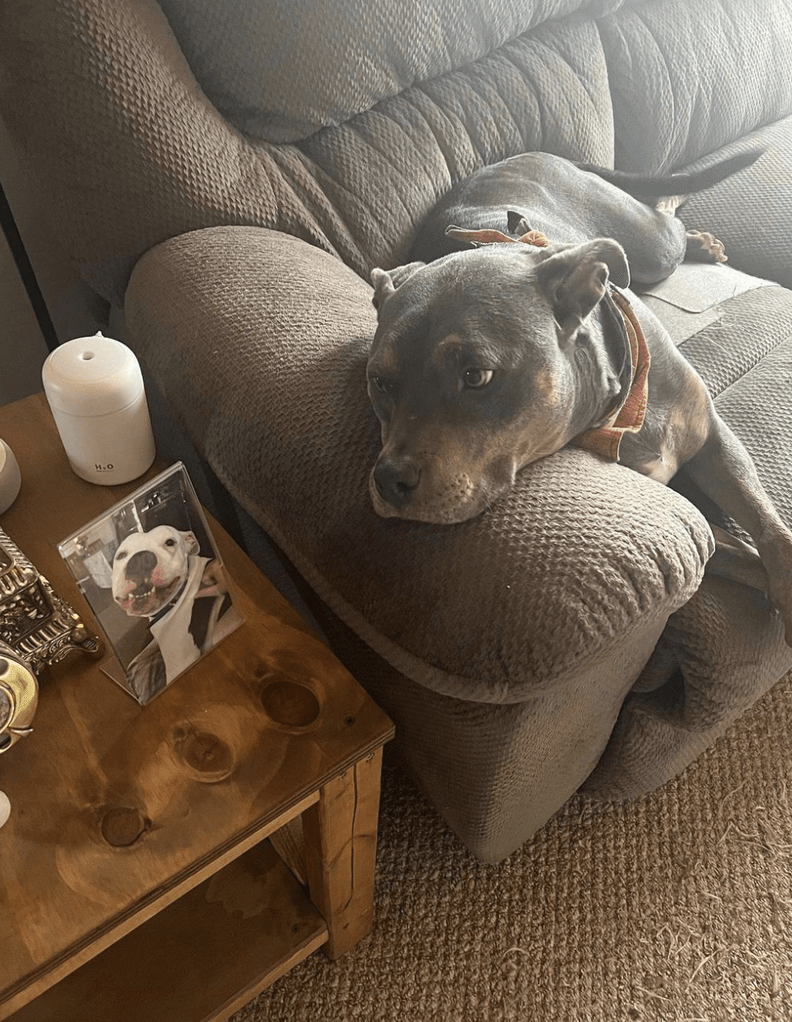 Woman Cries When She Sees Shelter Dog Is Wearing Her Late Dog's Bandana