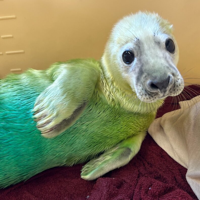 Fluffy Baby Seal Stranded By Storm Is Rescued Just In Time The Dodo
