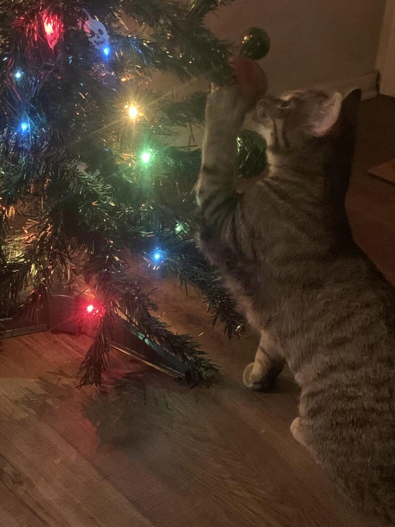 Guy 'CatProofs' His Christmas Tree — But Someone Takes It As A