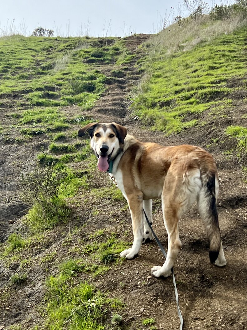 Dog Was Returned 30 Minutes After Being Adopted Because He Was 'Too Big
