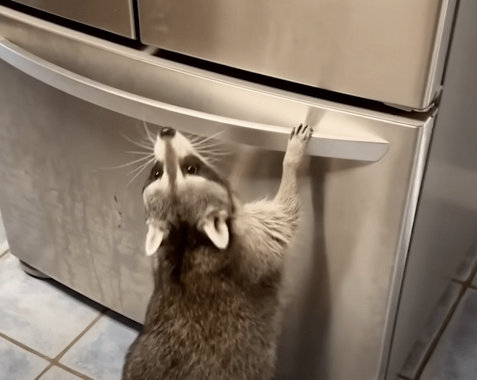 Mischievous Rescued Raccoon Loves Wreaking Havoc Every Chance She Gets