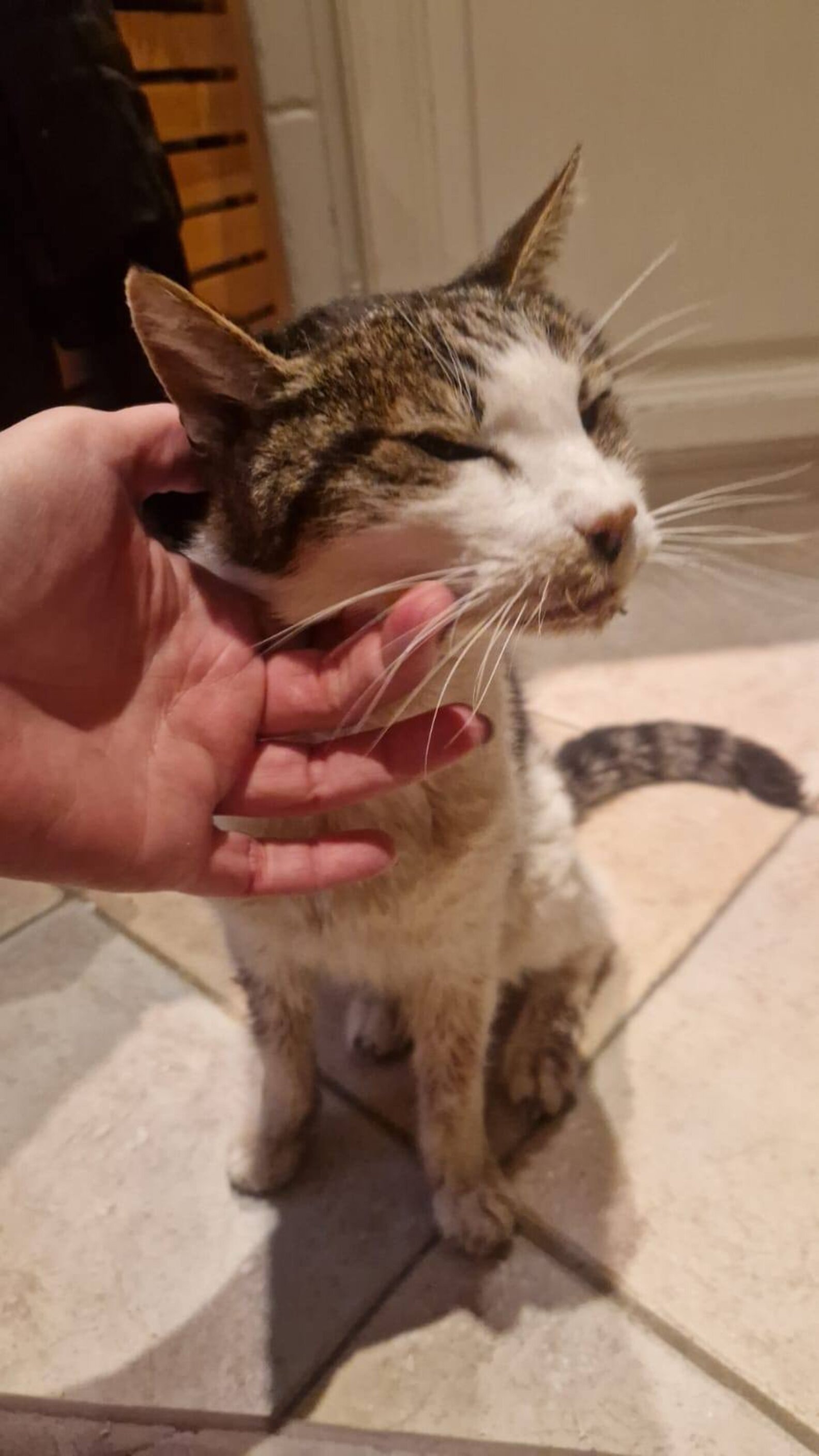 Lost Cat Found After 15 Years Reunites With His Dad For One Last