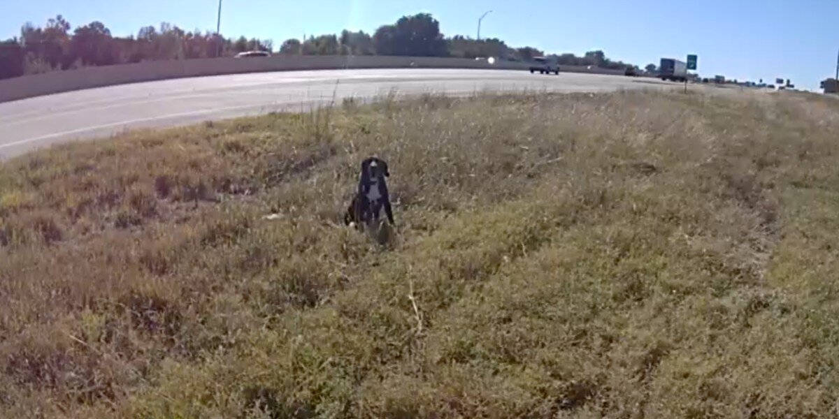 Cop Stops To Help Dog Stranded On Busy Highway And Realizes Why He's