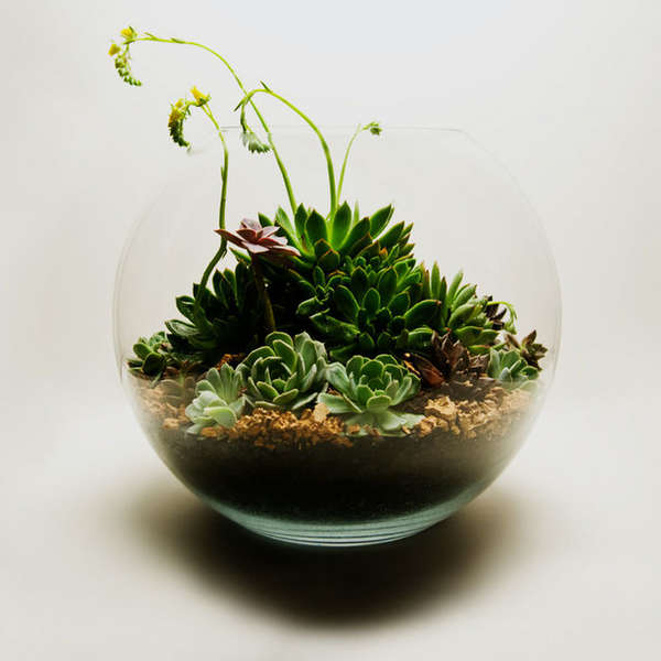 Mini Terrariums A Other in Atlanta, GA Thrillist
