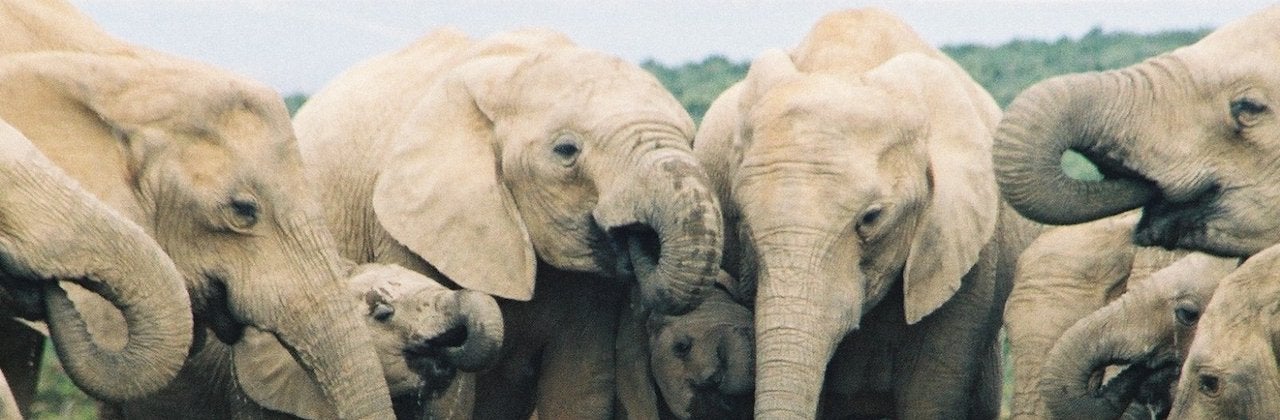 Resident Evil Zombie Elephant