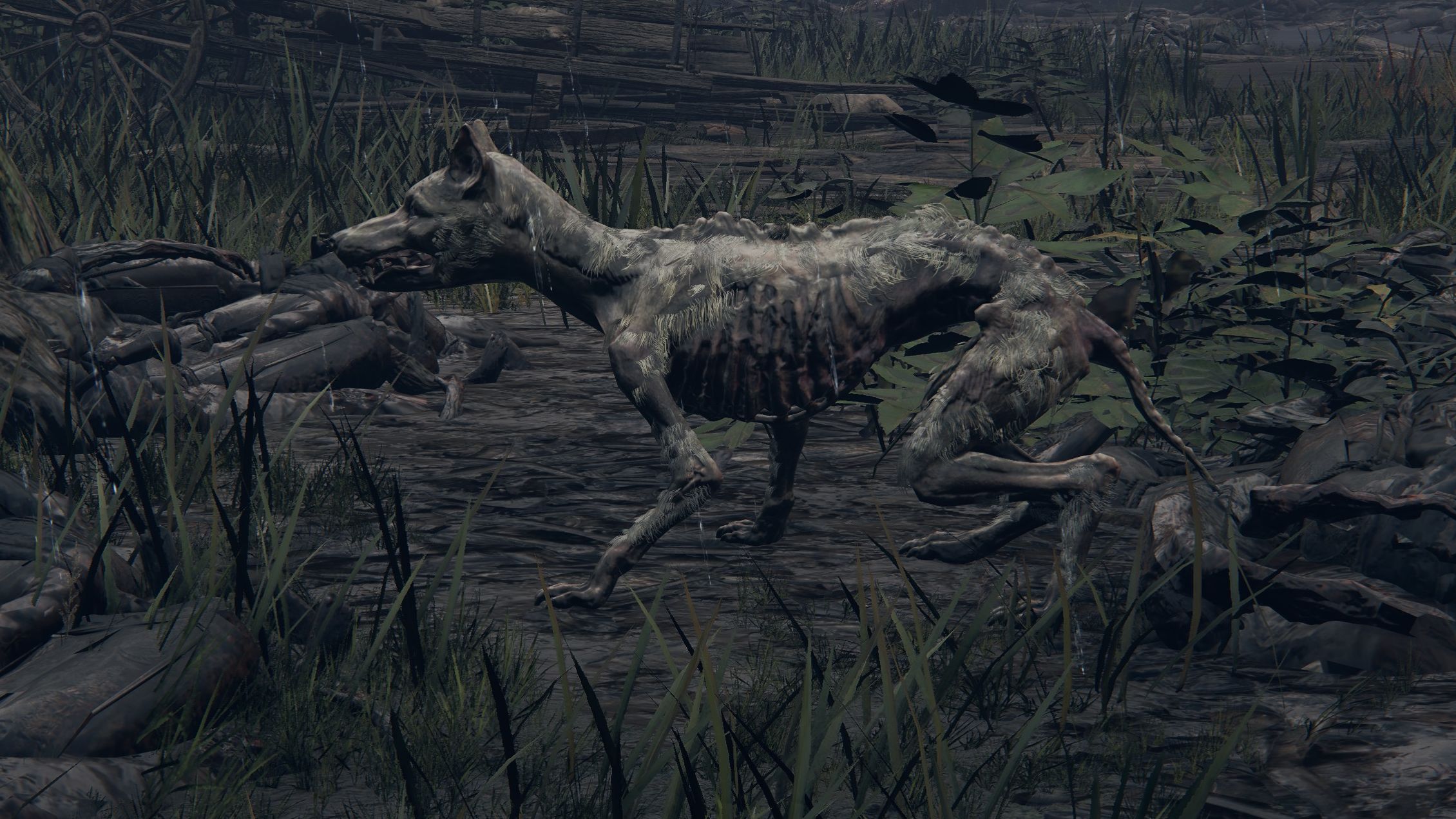 All of Elden Ring's horrible dogs, rated Rock Paper Shotgun