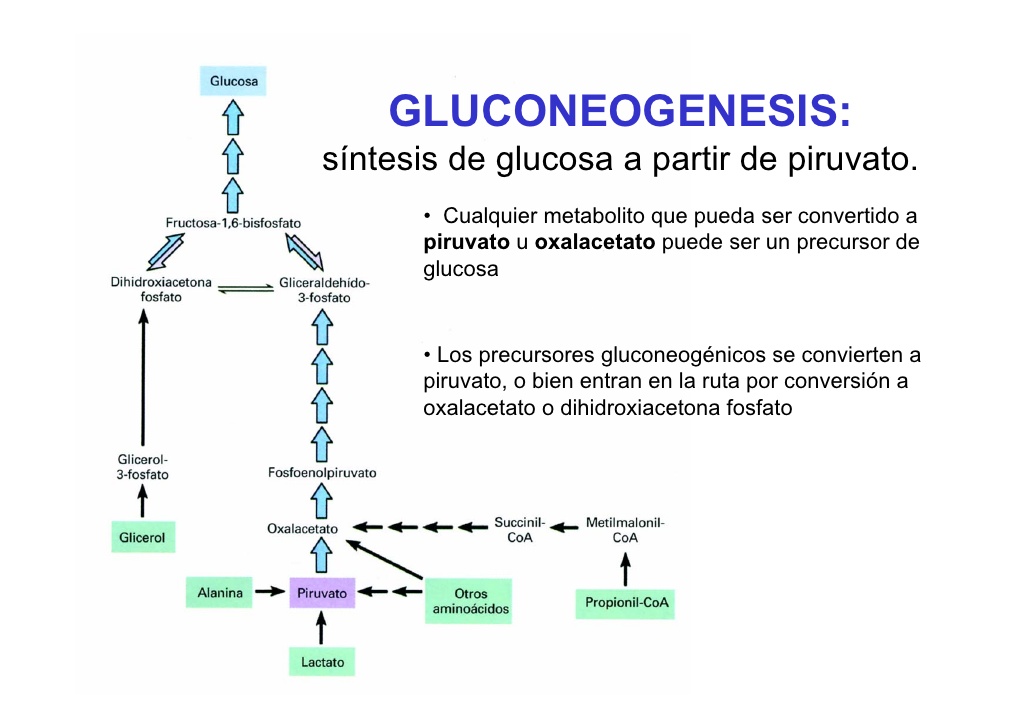 Gluconeogenesis - Assignment Point