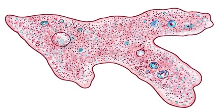 Classification of Amoeba - Assignment Point