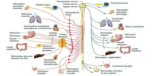 Ass 10 assignment 10 Unit 10 – Human Endocrine &.