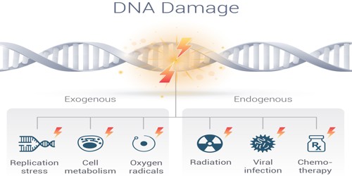 DNA Repair Assignment Point