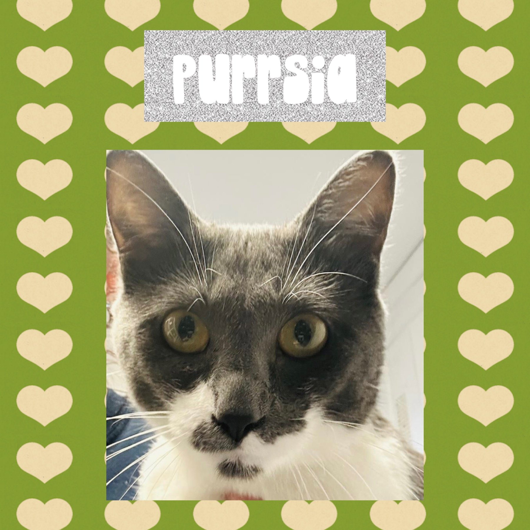 Petco Assisi Animal Foundation