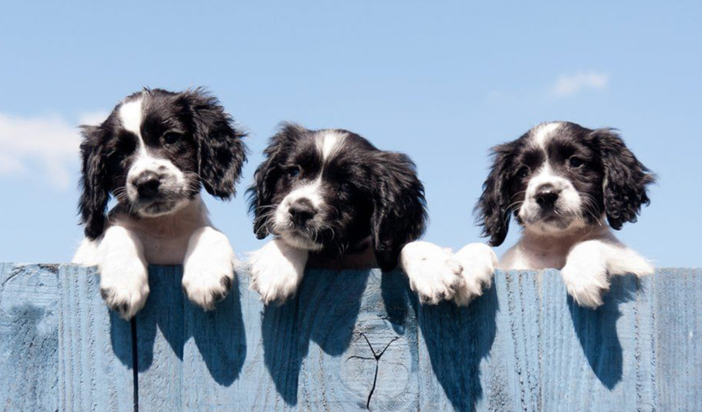 Home Assisi Pet Care