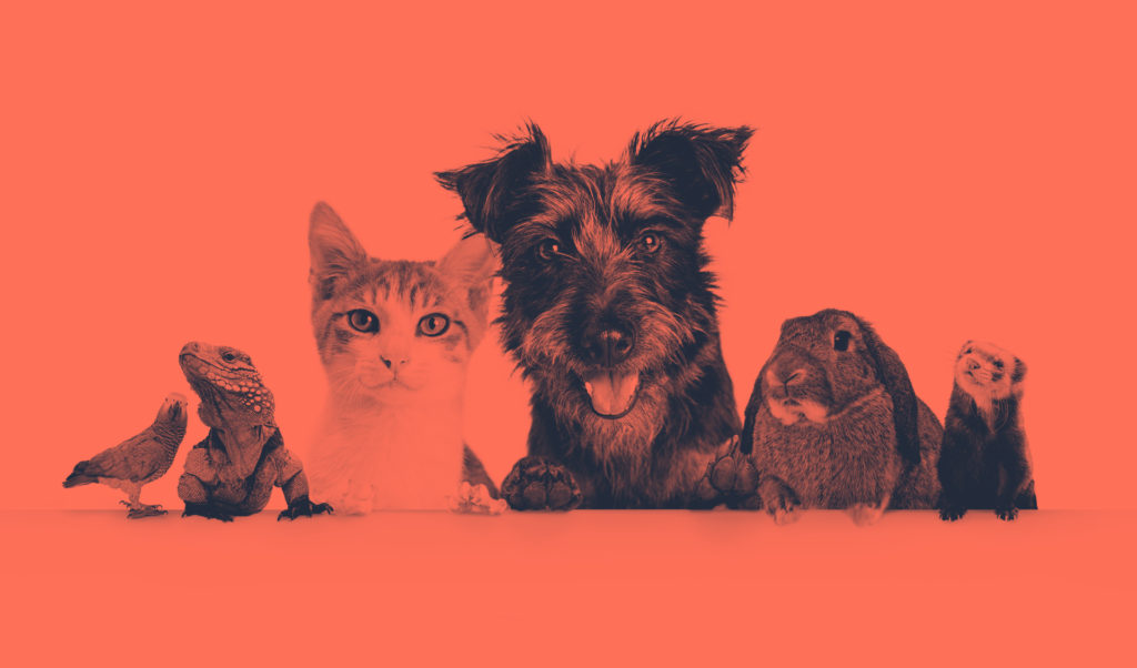 News Assisi Pet Care