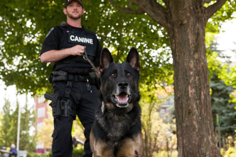 Retired Police Dog ADA Assistance Dog Registry