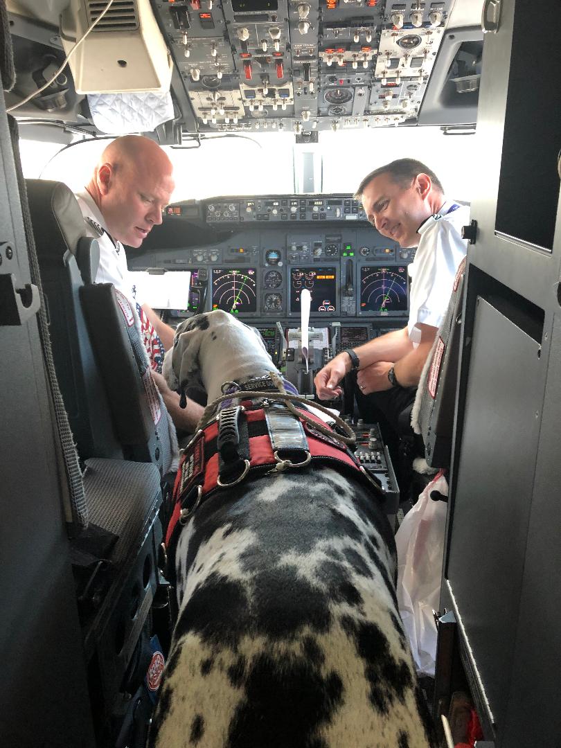 Can I Take My Pet On An International Flight at Keith Wynn blog