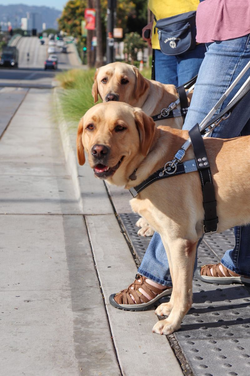 How Much Weight Should Puppies Gain