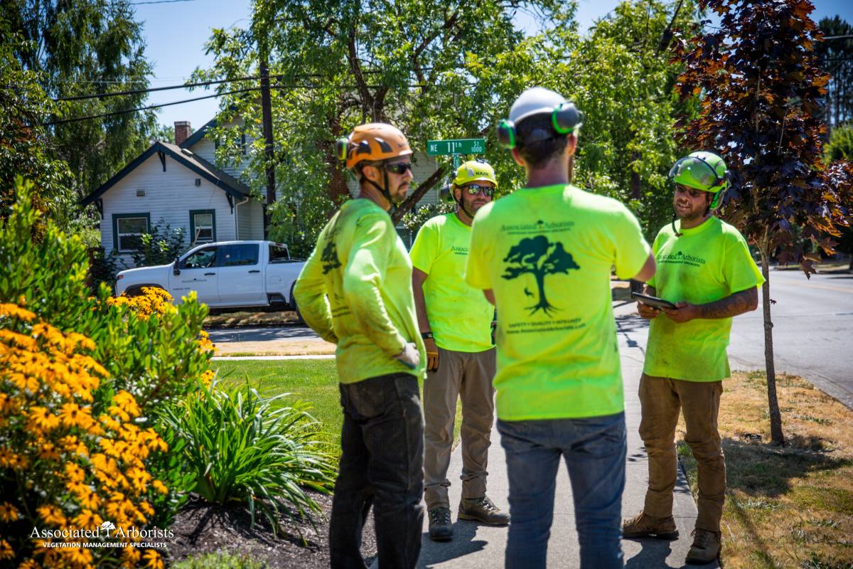 Gallery Associated Arborists