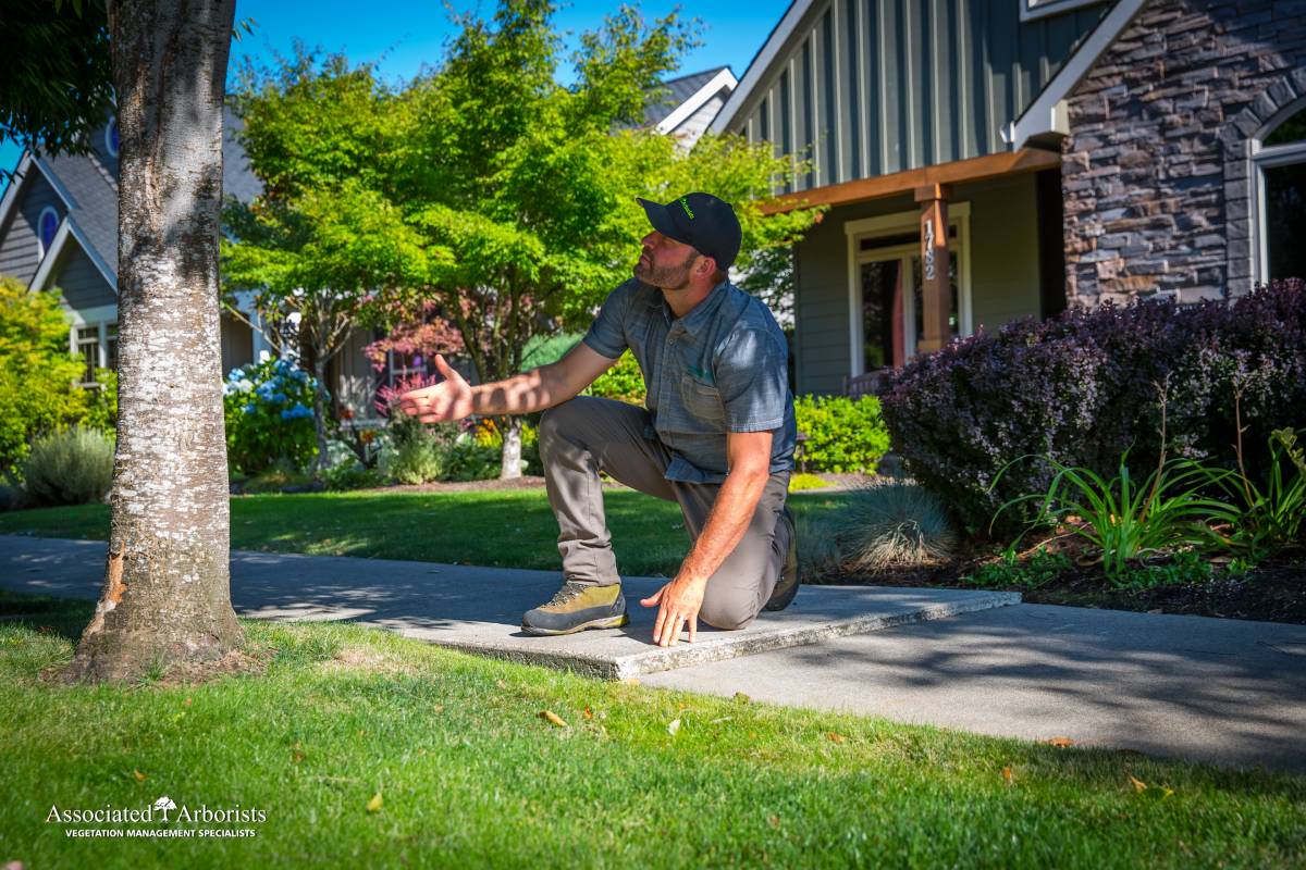 Gallery Associated Arborists