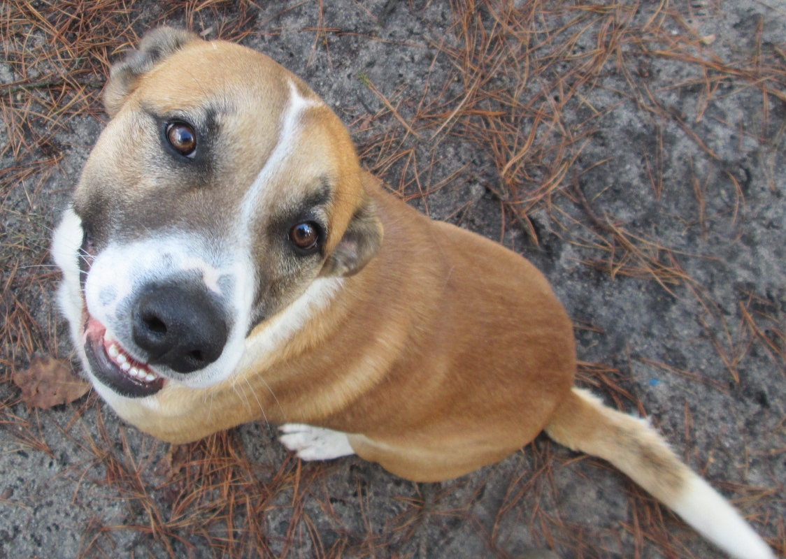 WHAT THE FETCH Blogger for Associated Humane Societies of New Jersey