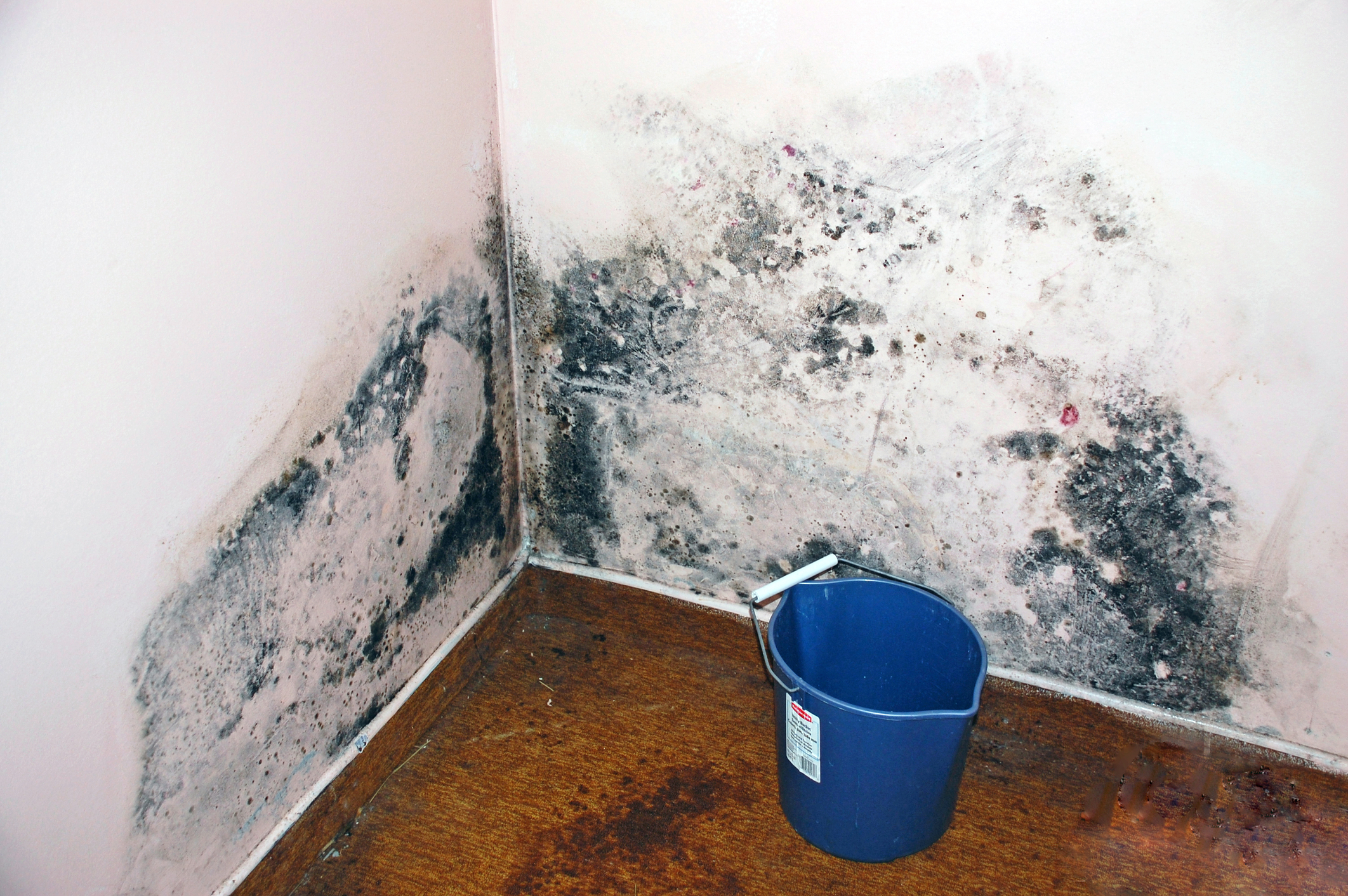 Tips to get rid of mold affected areas Associated Media Coverage