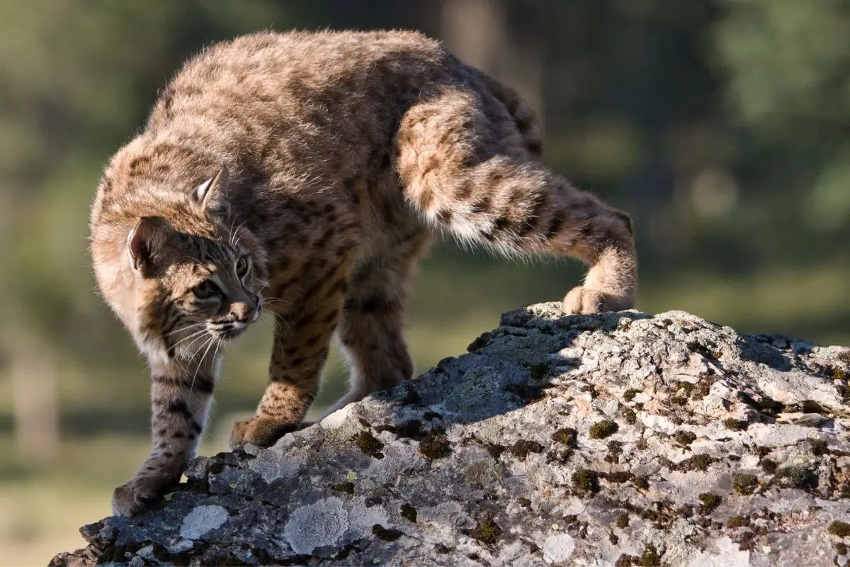 How Long Do Bobcats Live Bobcat Lifespan Assorted Animals
