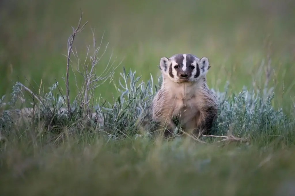 Where Do Badgers Live? Assorted Animals