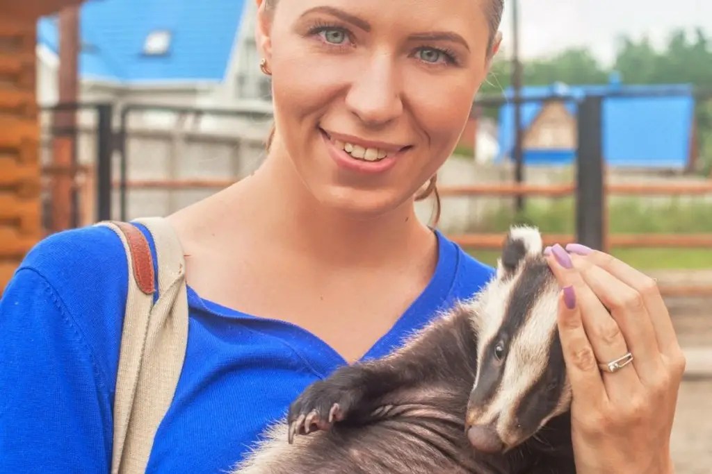 Badgers As Pets The Ultimate Guide Assorted Animals