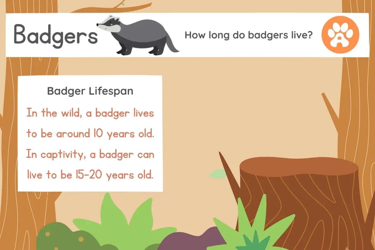 How Long Do Badgers Live? Assorted Animals