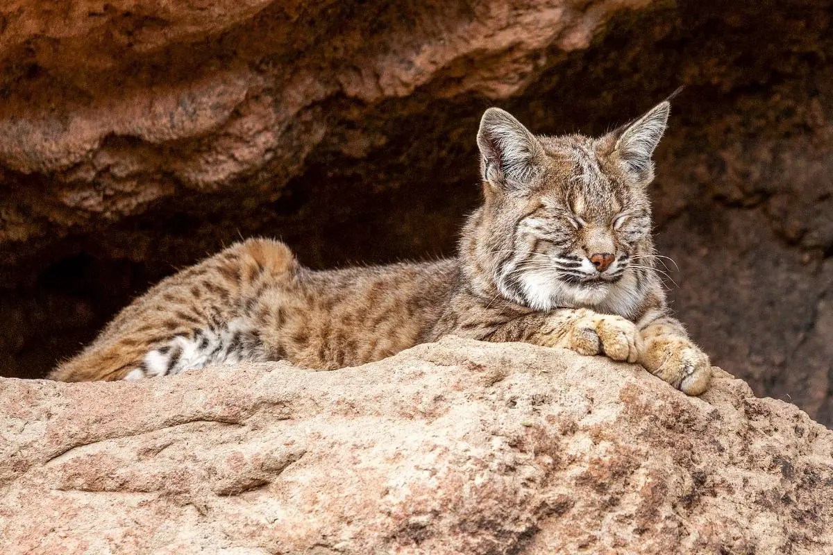 Where Do Bobcats Sleep? Assorted Animals