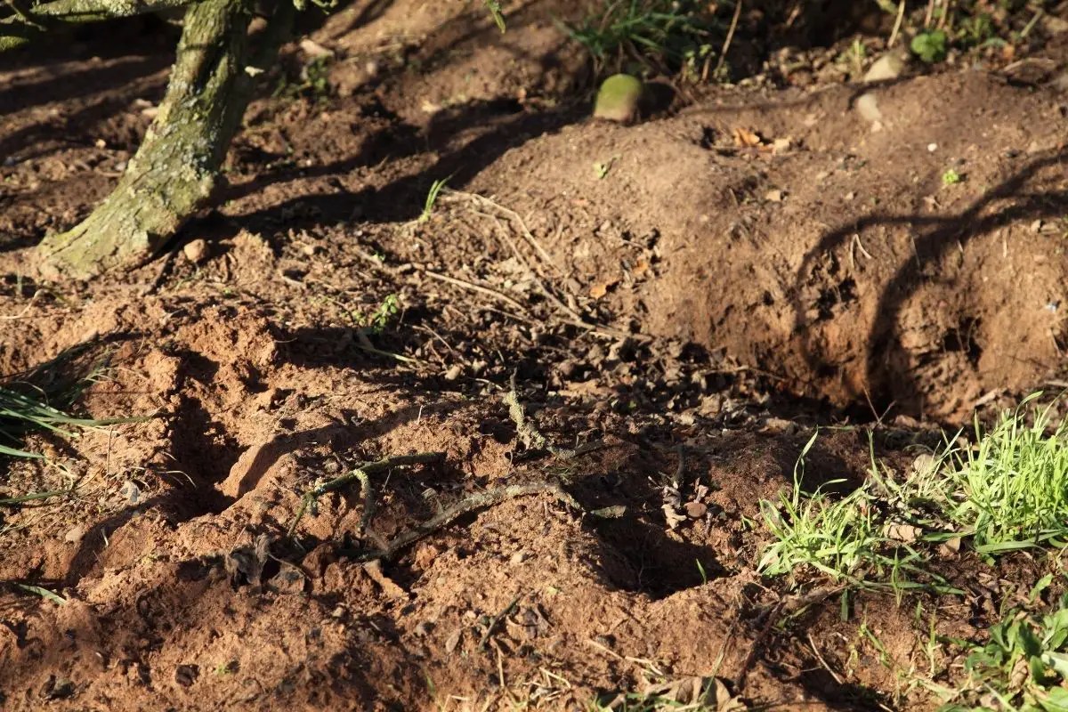 Badger Animal Ultimate Guide Assorted Animals