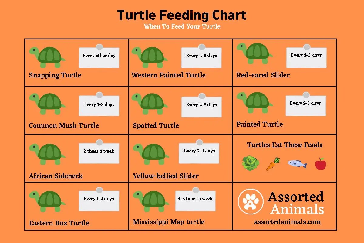 How Long Can Turtles Go Without Eating (w. Chart)