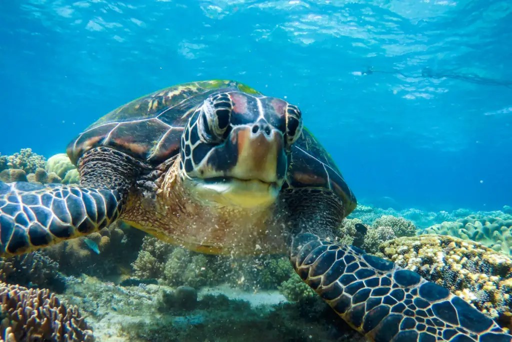 20 Turtle Predators What Eats Turtles Assorted Animals