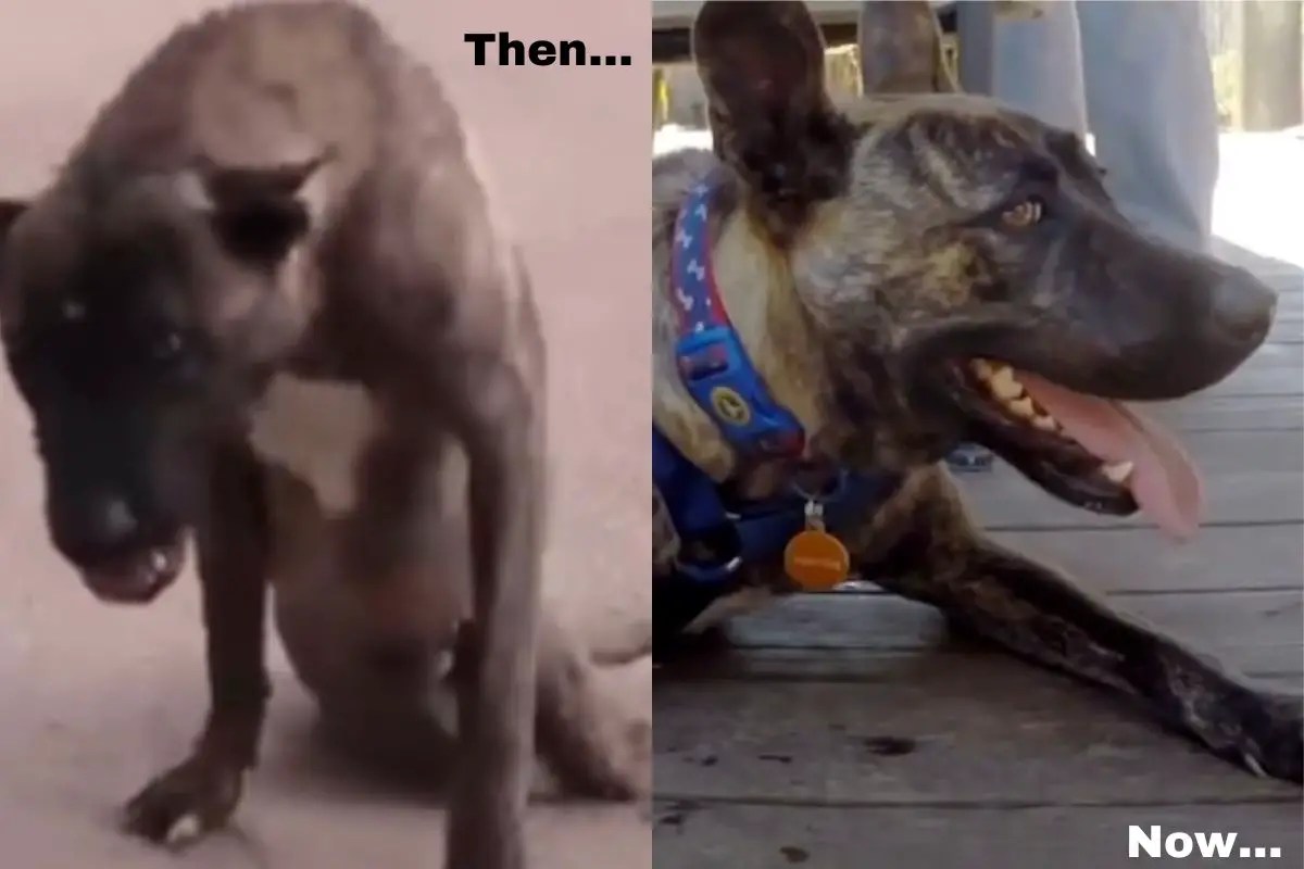 Street dog dragging legs learns to walk again