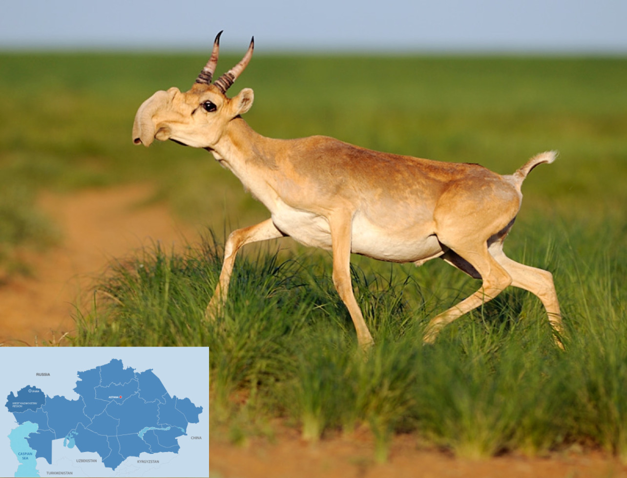 West Kazakhstan’s Saiga Population Bounces Back The Astana Times