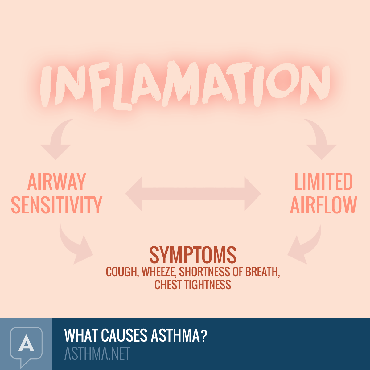 Asthma Airway Inflammation