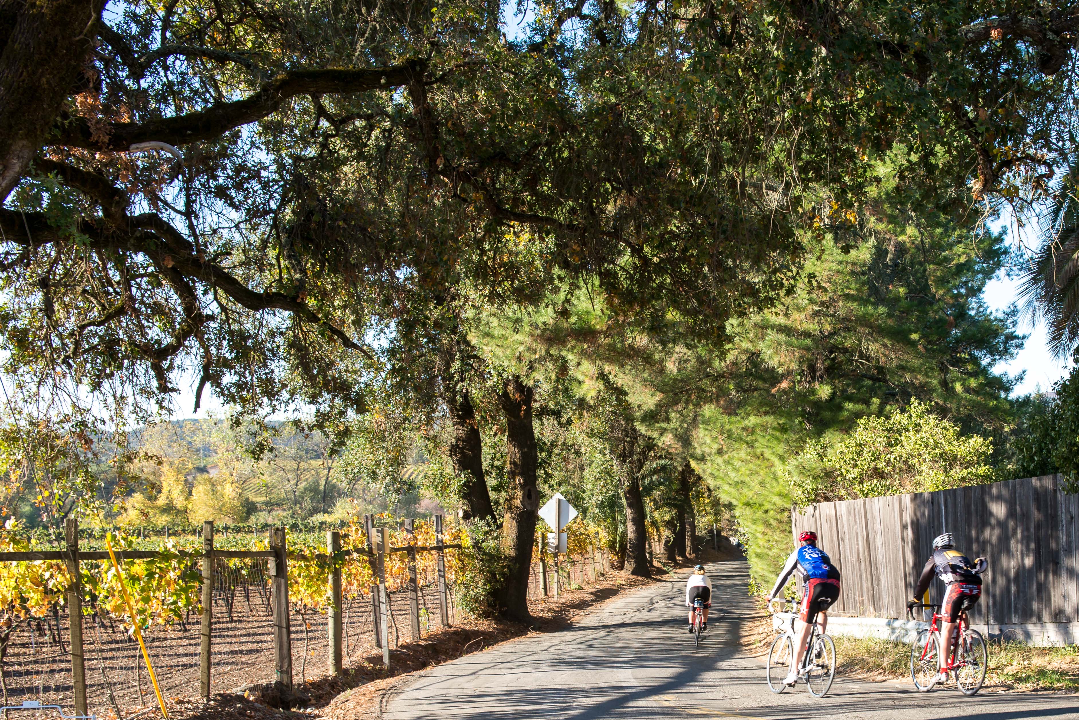 Tour de Vine_2013(19) The 16th Annual Asti Tour de Vine Is October