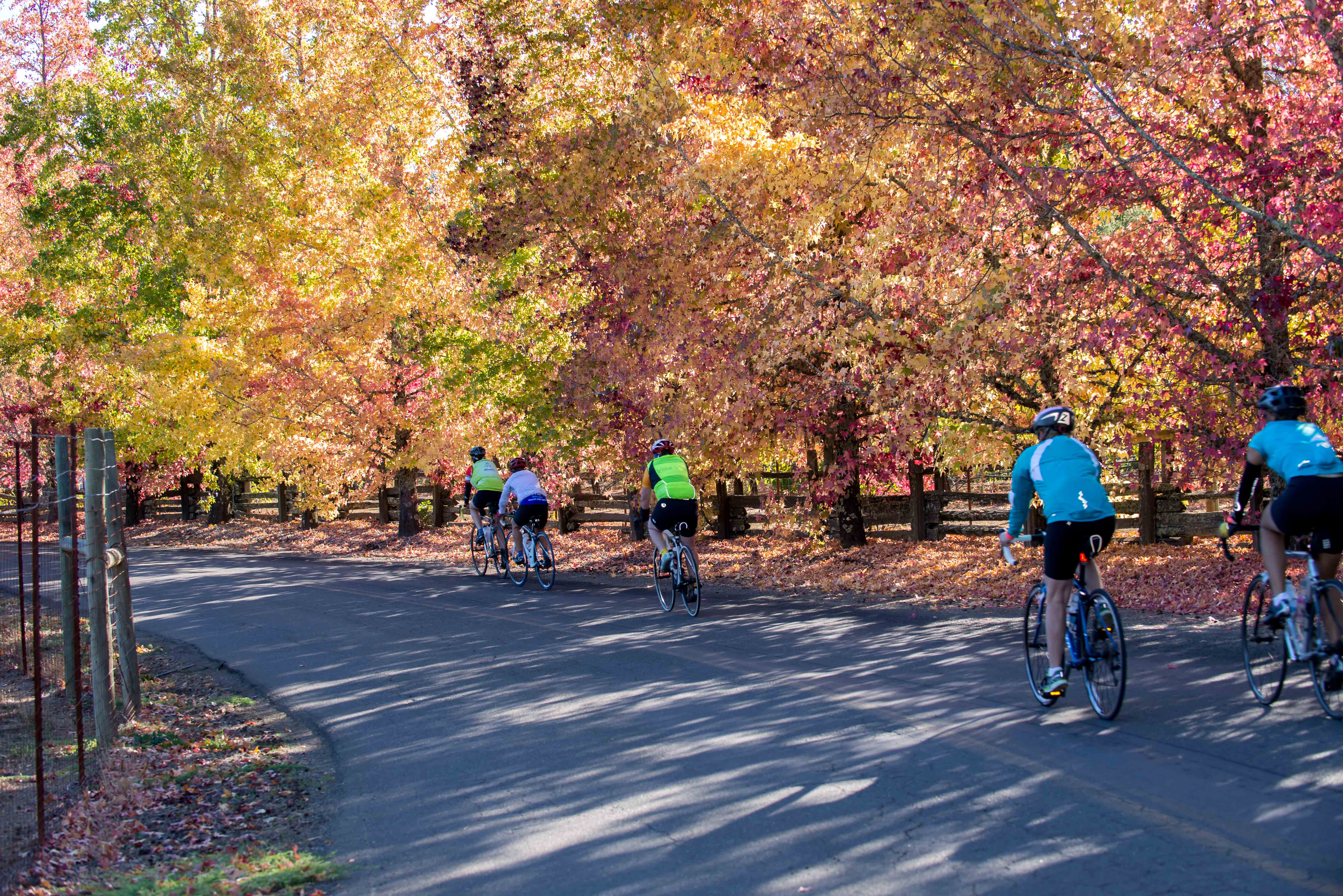 Tour de Vine_2013(30) The 16th Annual Asti Tour de Vine Is October