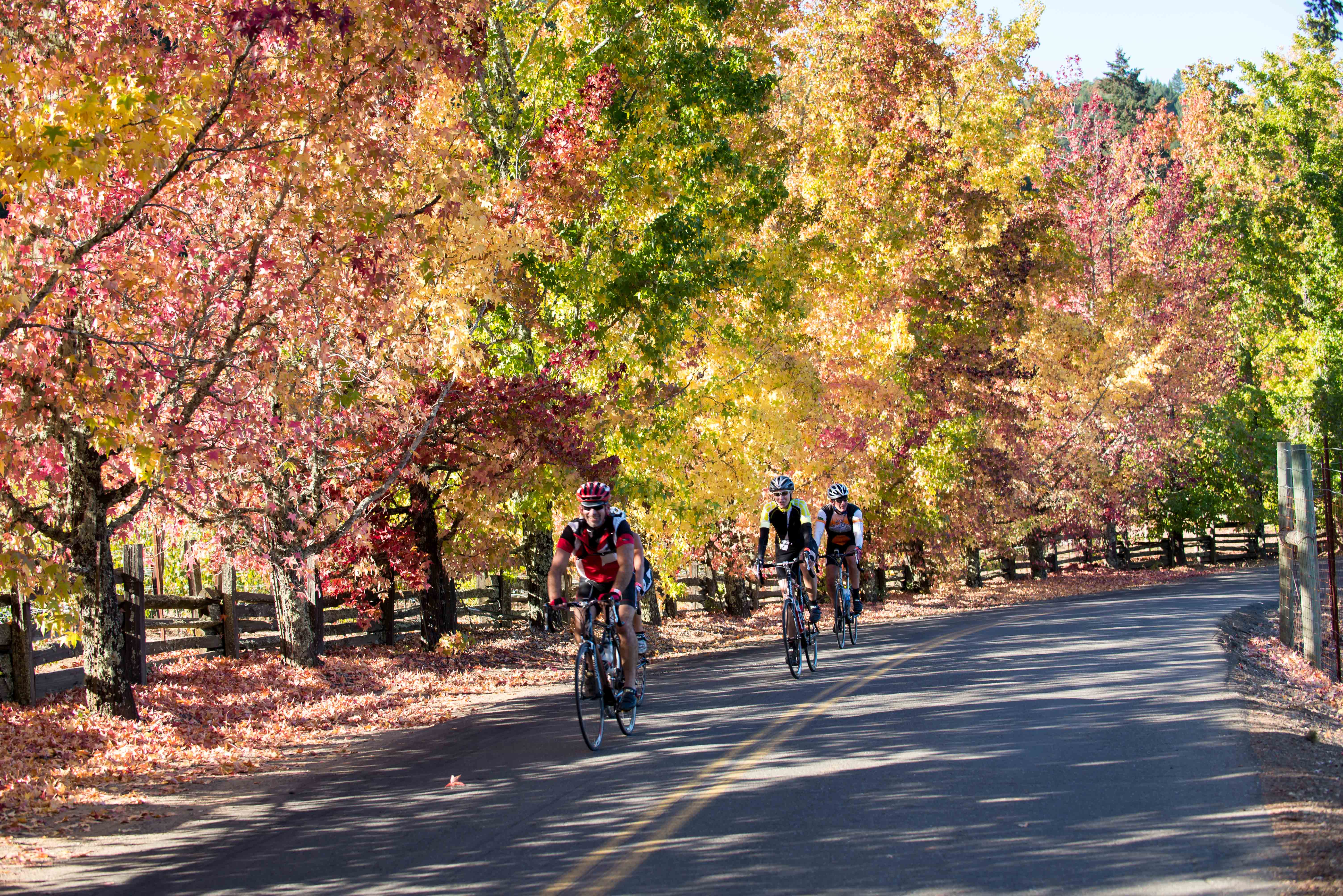 Tour de Vine_2013(37) The 16th Annual Asti Tour de Vine Is October