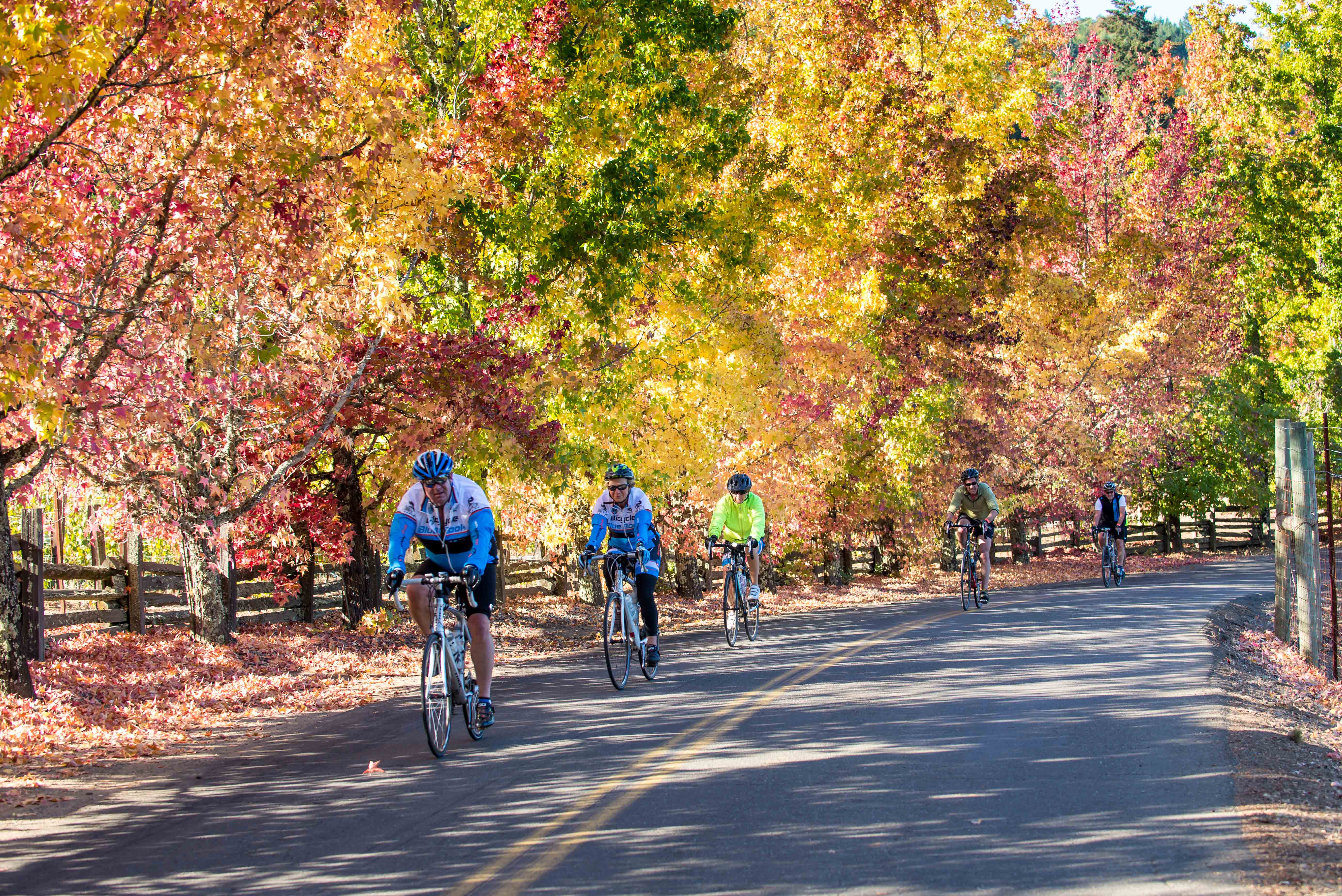 Tour de Vine_2013(38) The 16th Annual Asti Tour de Vine Is October
