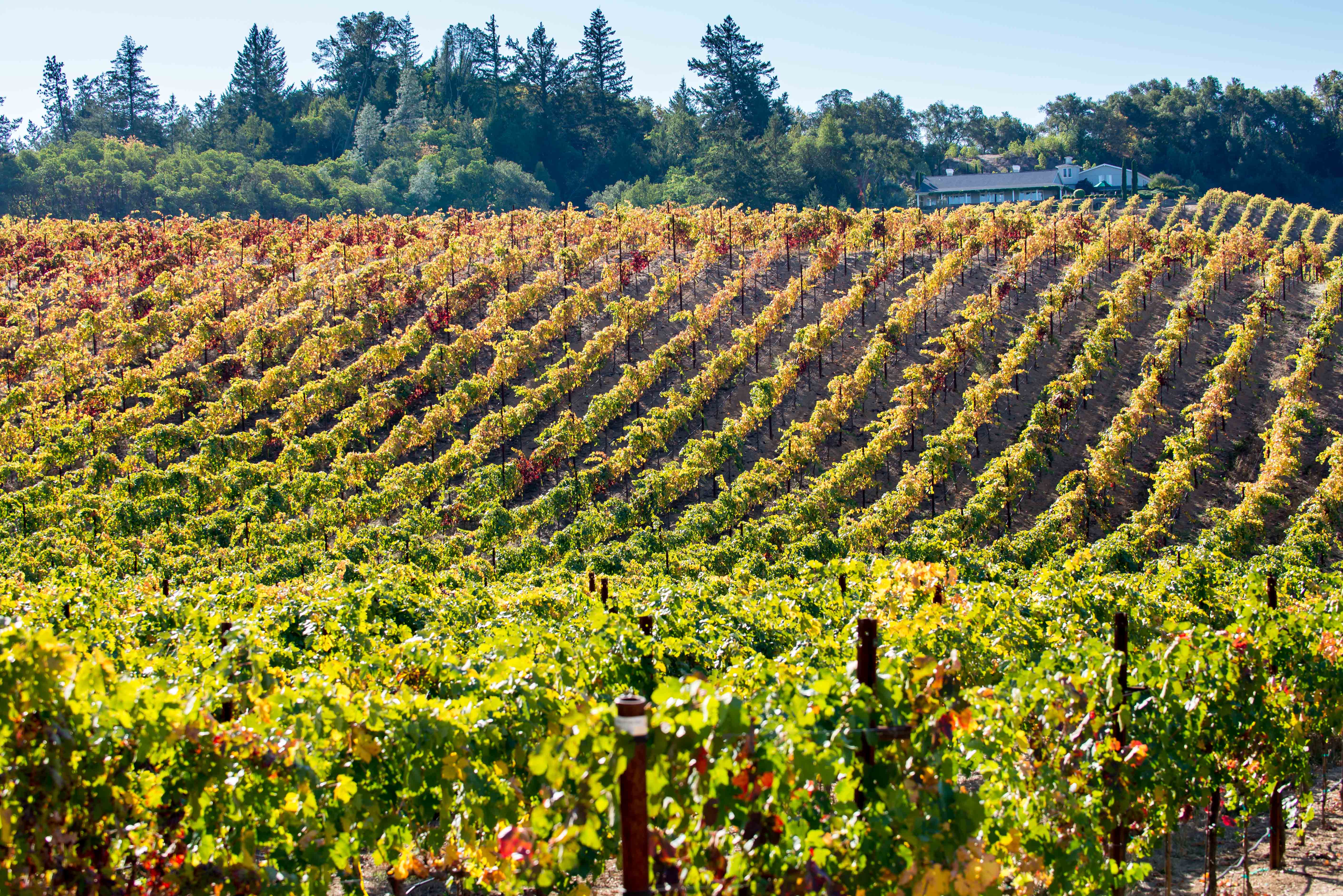 Tour de Vine_2013(47) The 16th Annual Asti Tour de Vine Is October