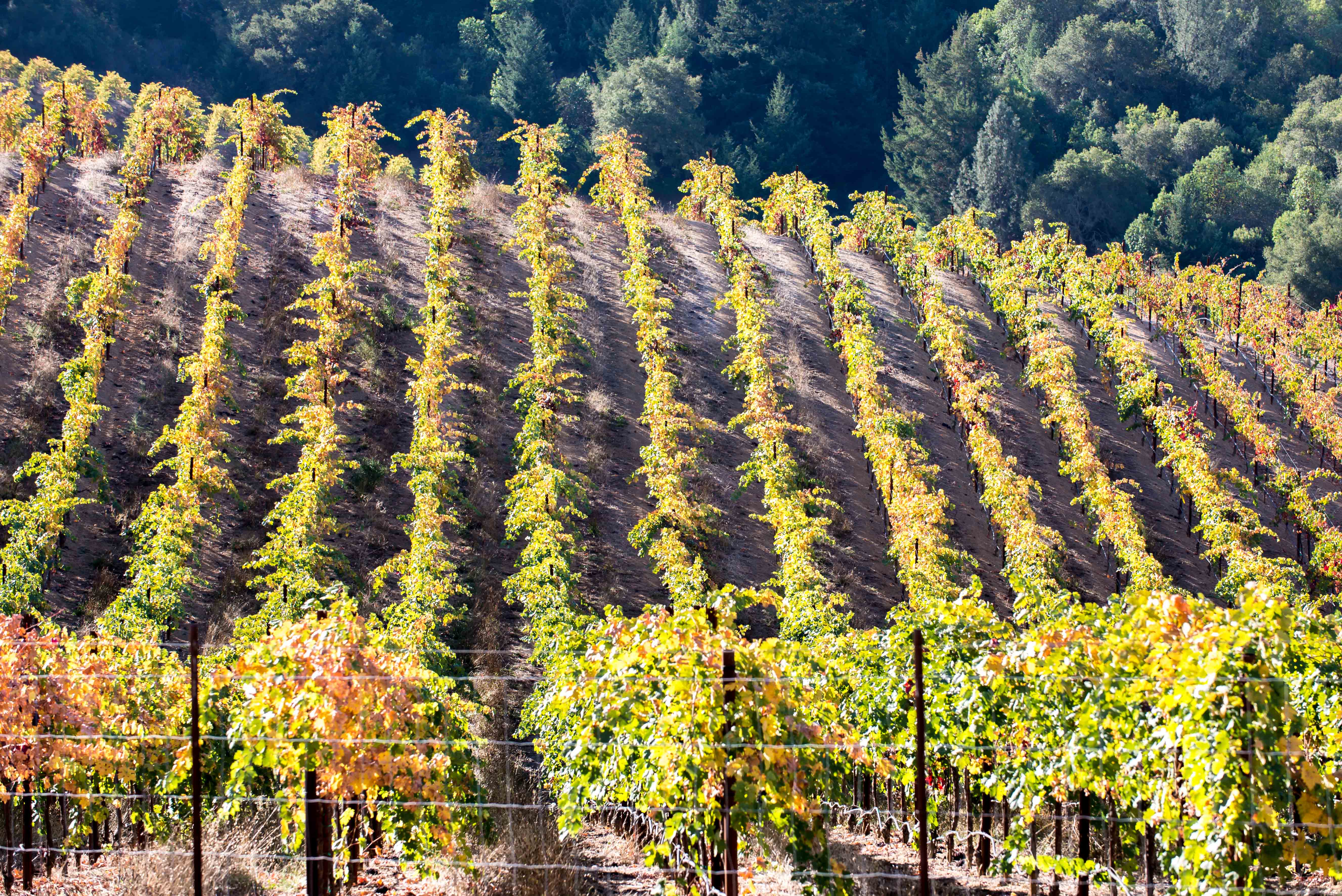 Tour de Vine_2013(48) The 16th Annual Asti Tour de Vine Is October