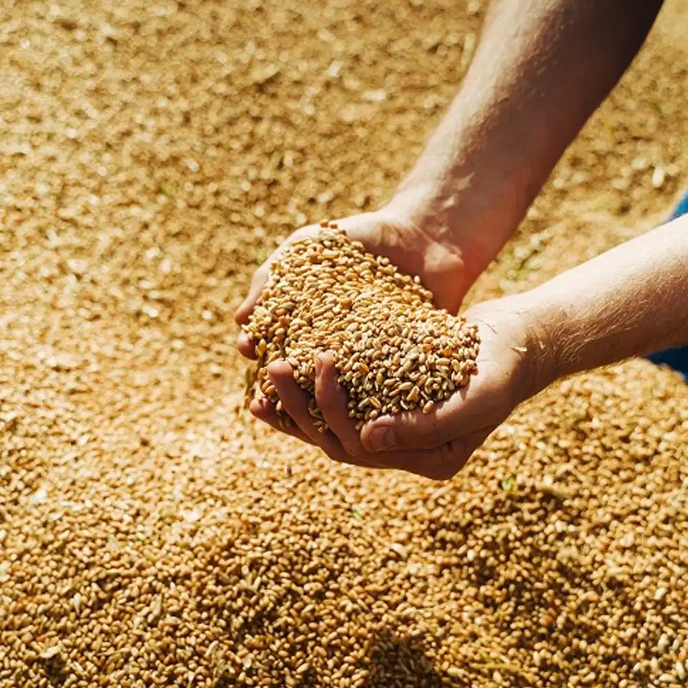 Grains & oilseeds International Trade ASTONSCO