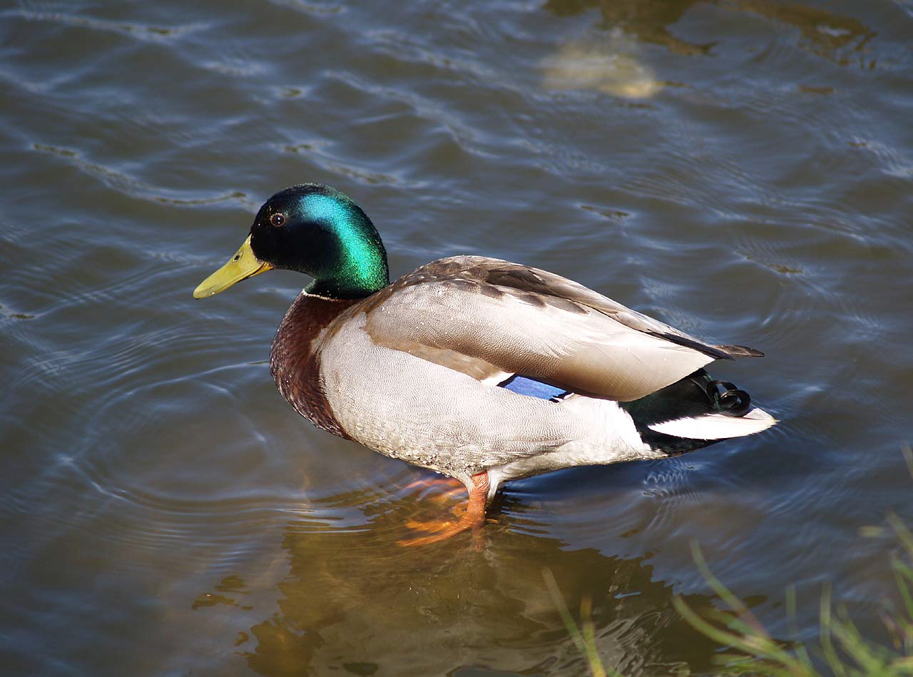 Why Ducks are better than Dinosaurs Astrobioloblog