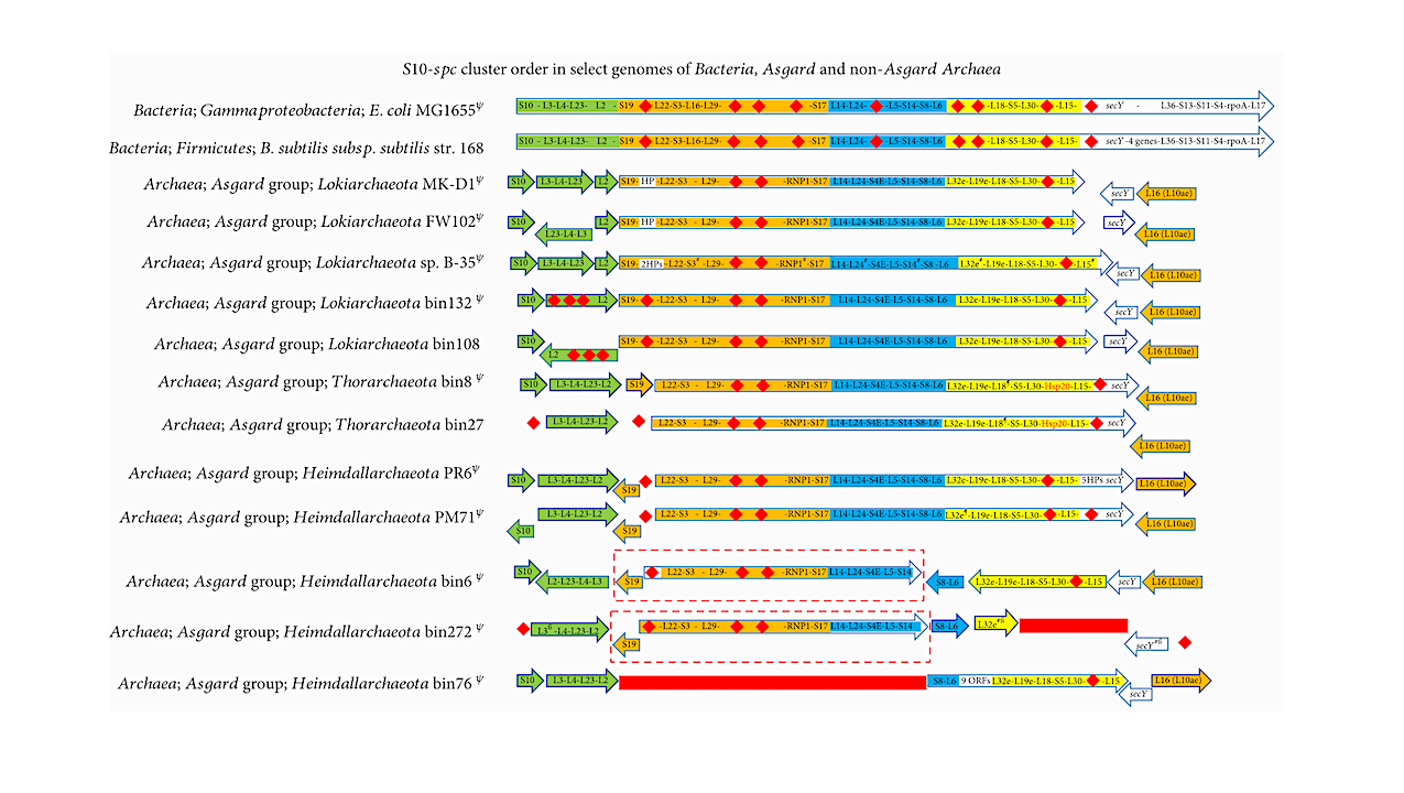 Connections Between Archaea And Eukarya - Astrobiology