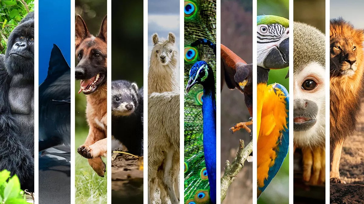 13 Leo Spirit Animals Best Representing The Sign • Astrologify